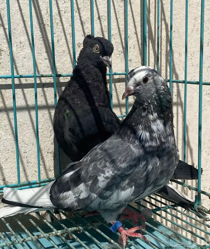 قطايف 0