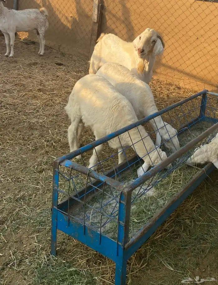 تيس فحل طيب ارتفاع وشكل 5
