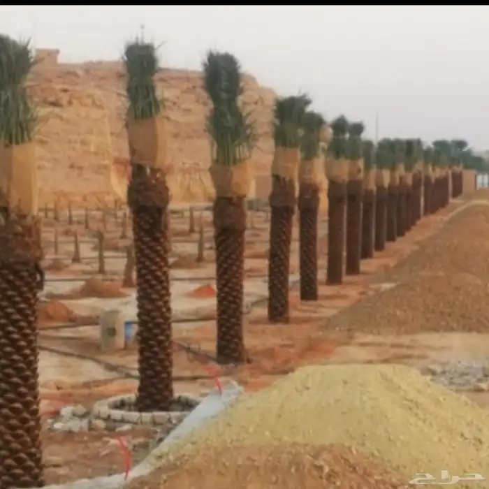 زيتون ونخيل 2