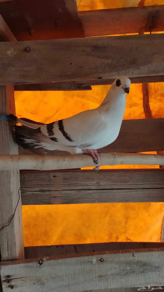 حمام شاميه 2