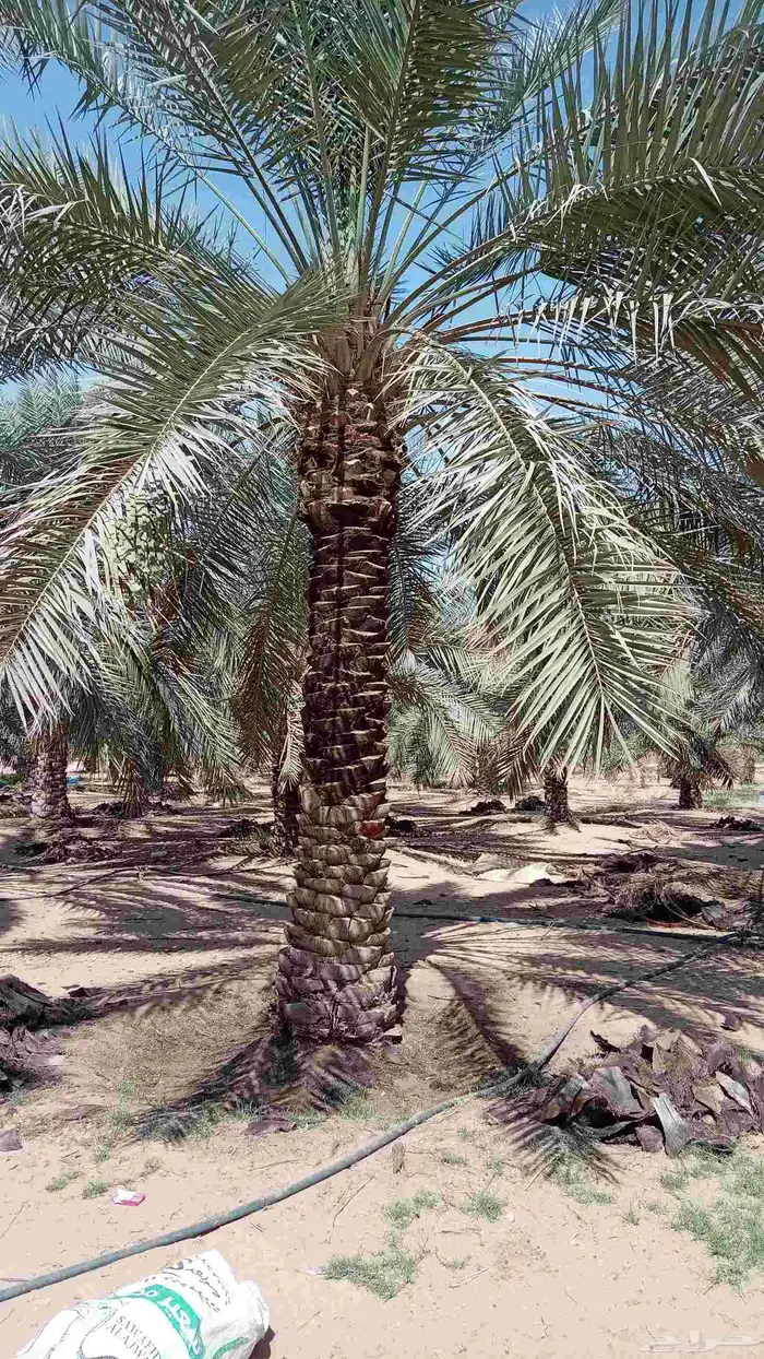 نخل للبيع بجميع أنواعها ومقاساته 0