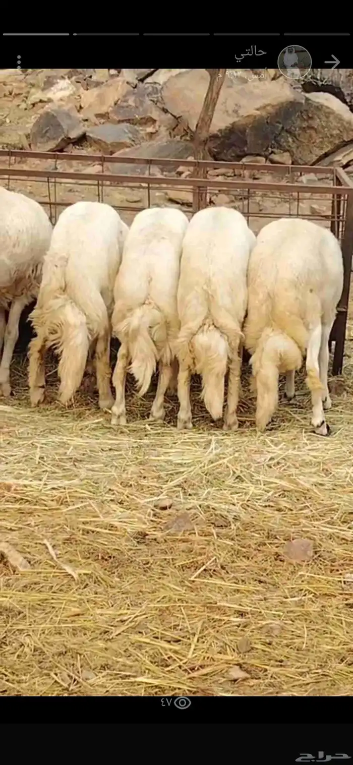 جبر ناااهي ووسط مرتفع 0