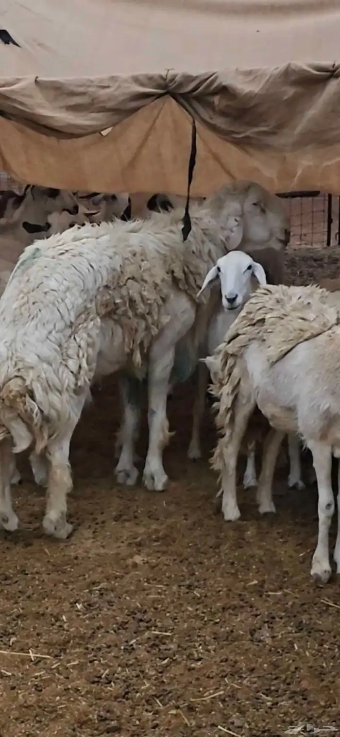 رخل حرية صنف 3
