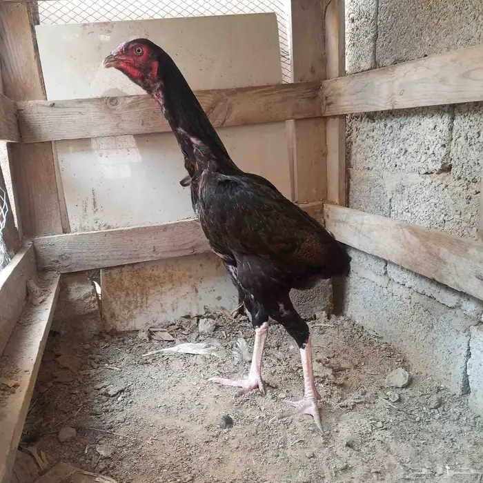 دجاجه سندي 1