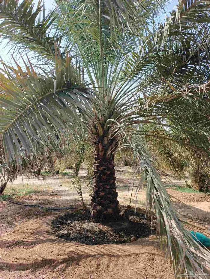نعمل في قلع وغرس وتوريد جميع انواع النخيل الغربي والزينه 2