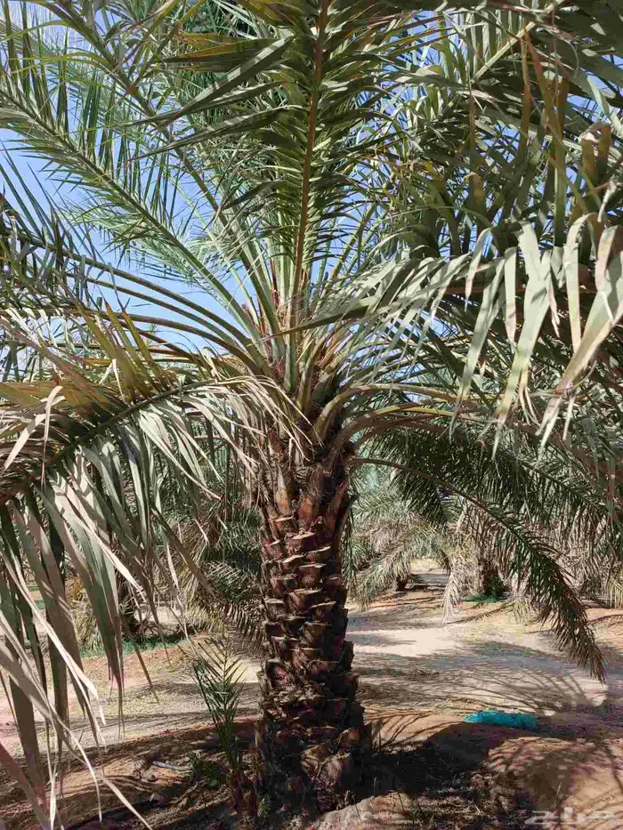 نعمل في قلع وغرس وتوريد جميع انواع النخيل الغربي والزينه 0