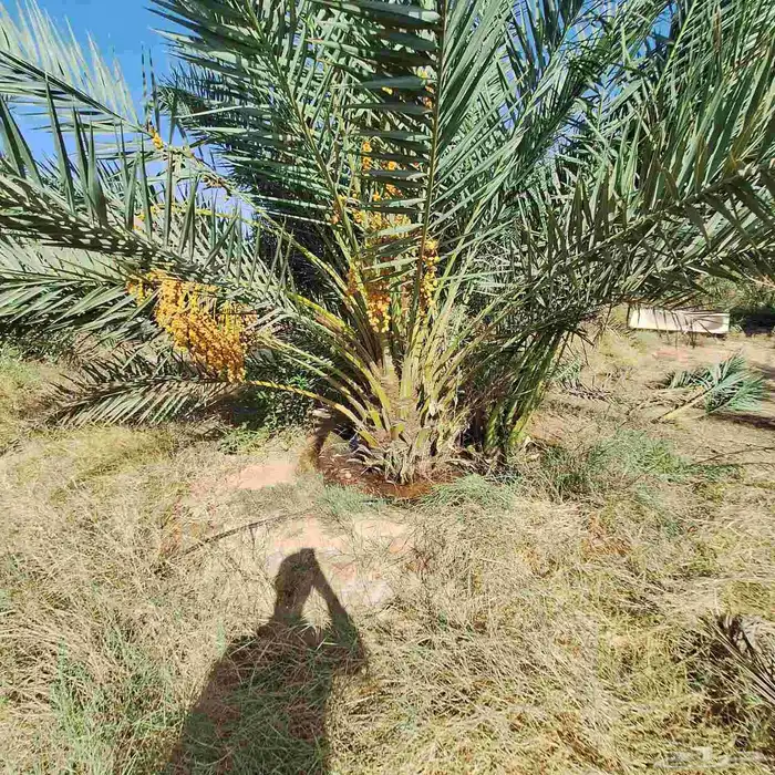يوجد الدينا نخيل عربي البيع. 3