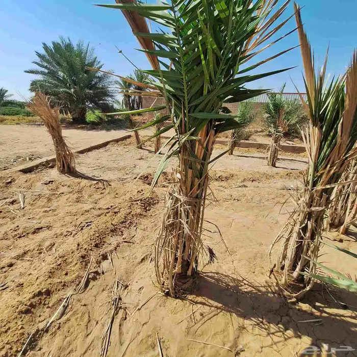 يوجد الدينا نخيل عربي البيع. 0