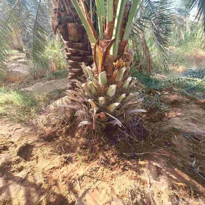 يوجد الدينا نخيل عربي البيع. 4