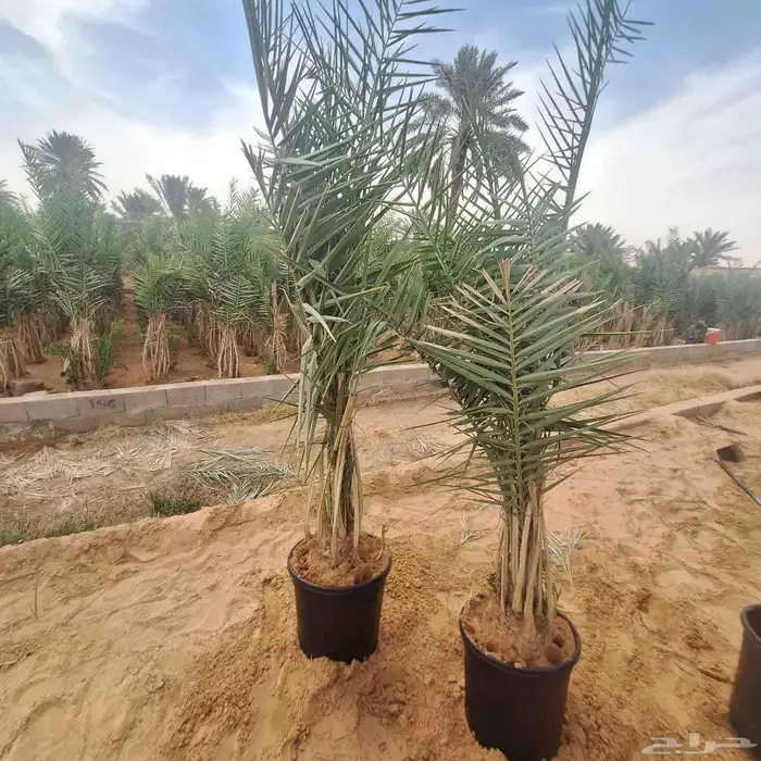 يوجد الدينا نخيل عربي البيع. 8