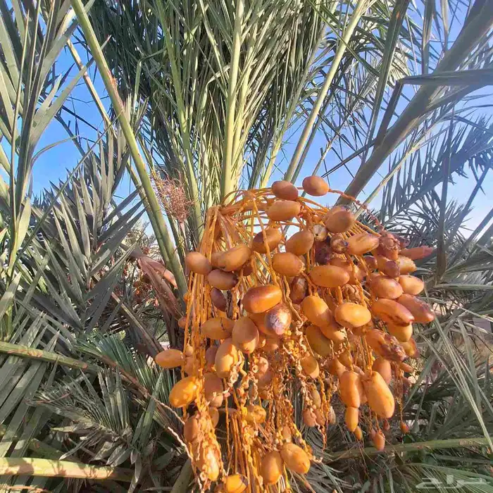 يوجد الدينا نخيل عربي البيع. 5