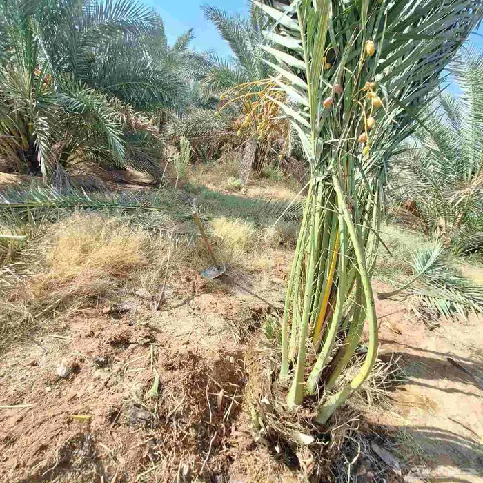 يوجد الدينا نخيل عربي البيع. 2