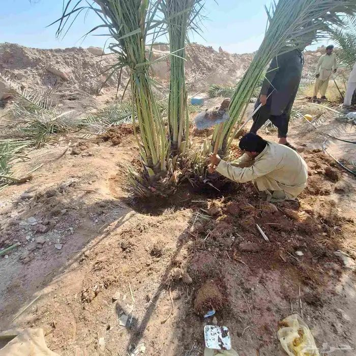 يوجد الدينا نخيل عربي البيع. 1