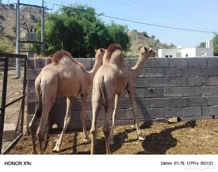 قعدان ذبح فل الفل 4