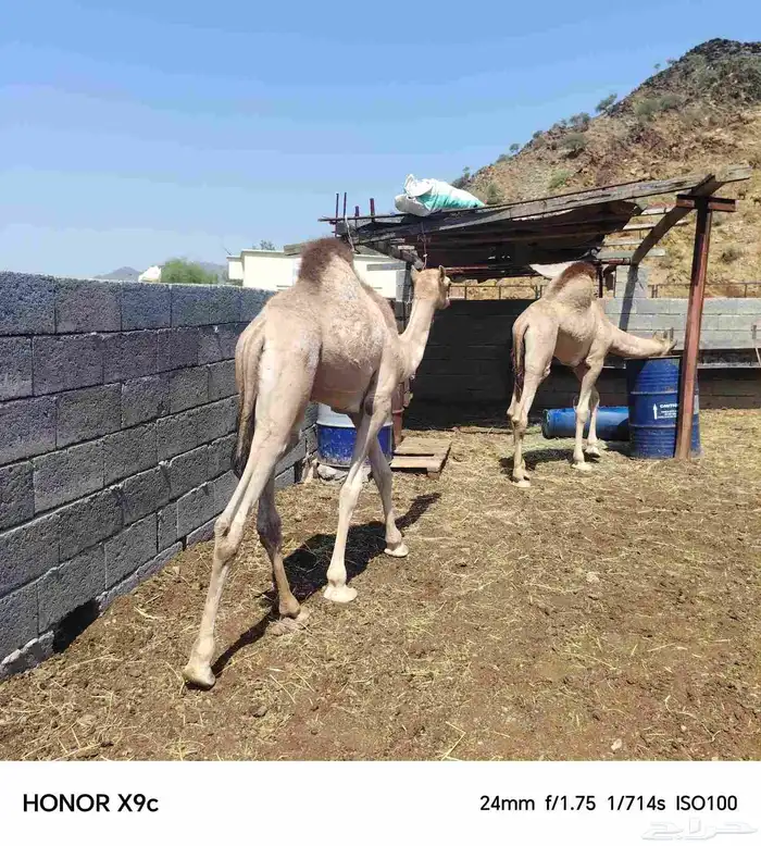 قعدان ذبح فل الفل 3