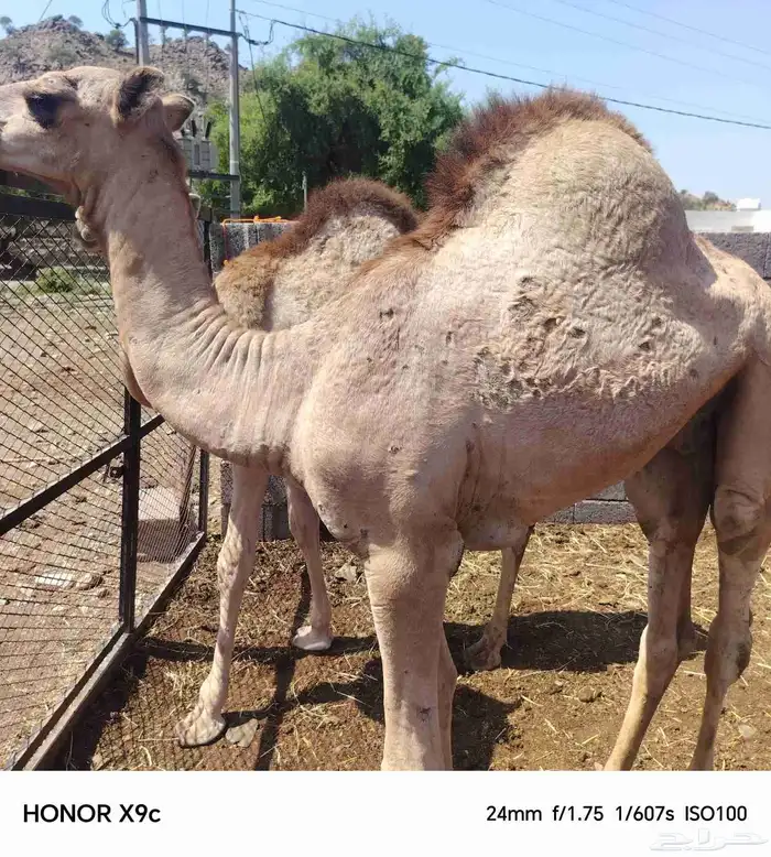 قعدان ذبح فل الفل 0