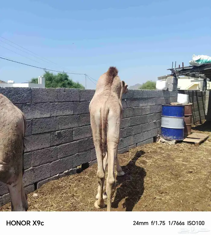 قعدان ذبح فل الفل 2