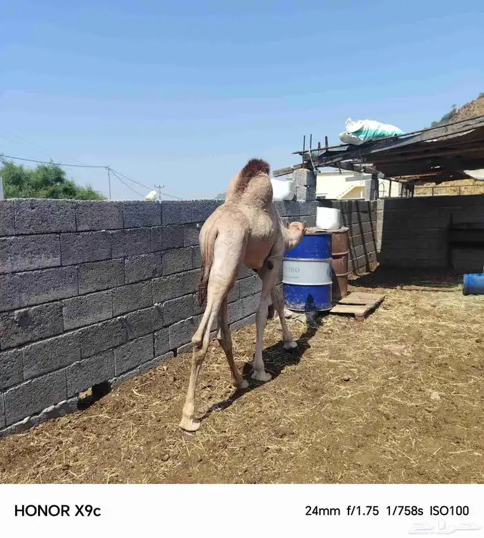 قعدان ذبح فل الفل 5