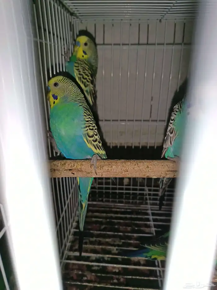 بادجي عصافير حب 7