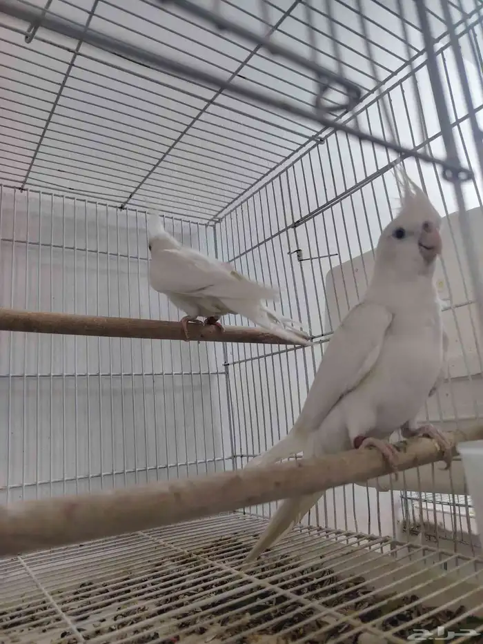 كروان البينو صافي العدد 6 ((تم البيع خارج الموقع)) 0