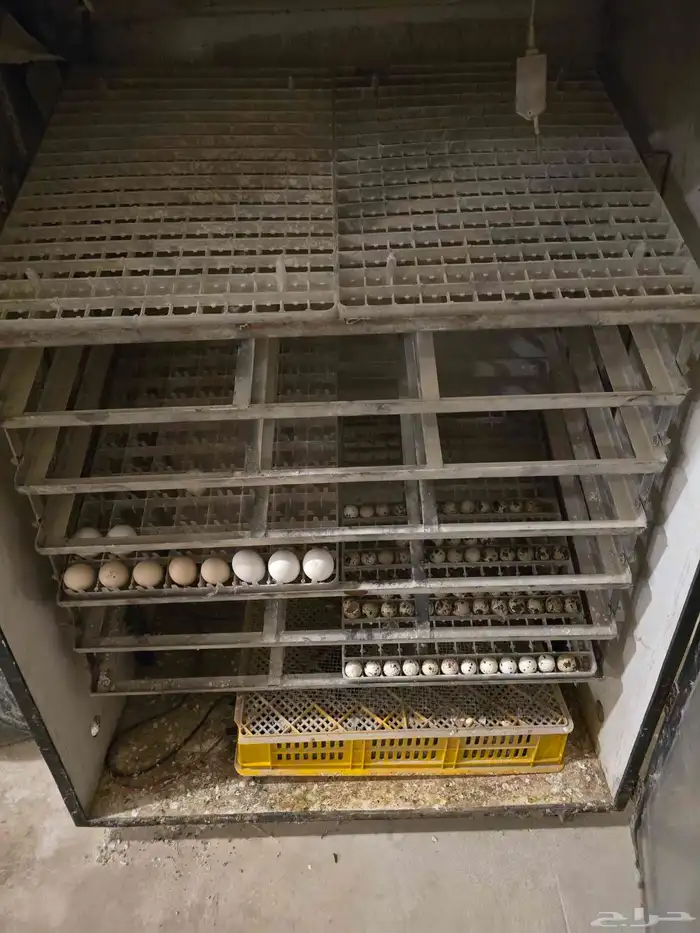 للبيع فقاسة دانة التميز 1232 بيضه 2