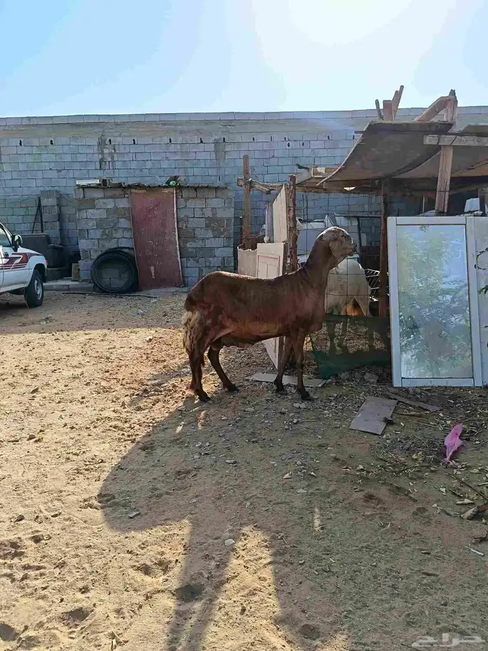 نعجة سوكنيه 1