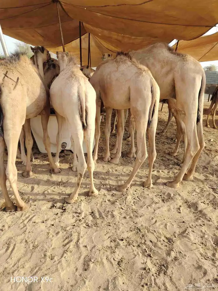 يا اهل الحلال الطيب ترى الجودة ما تنشاف الا عندنا 1