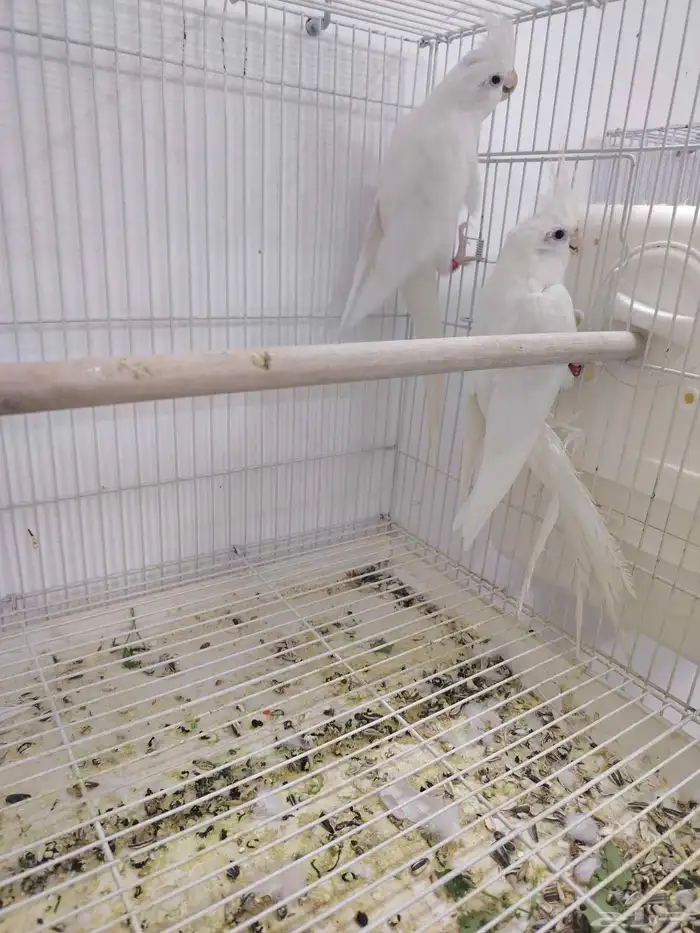 كروان البينو صافي العدد 6 ((تم البيع خارج الموقع)) 2