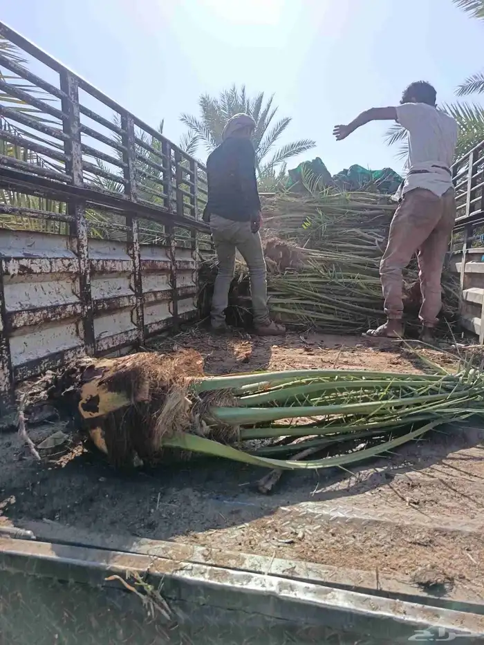 نخل للبيع مثمر خلاص برحي سكري نخيل 3