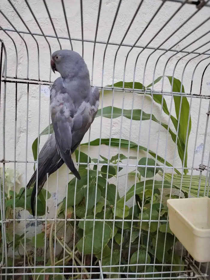 دره أنثى منتجه 2