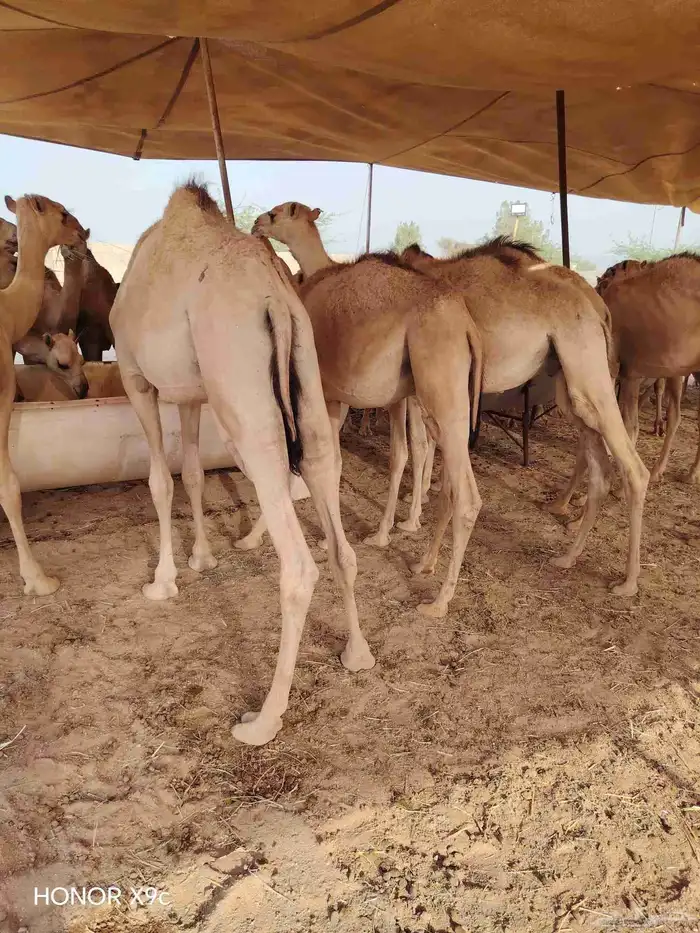 يا اهل الحلال الطيب ترى الجودة ما تنشاف الا عندنا 2