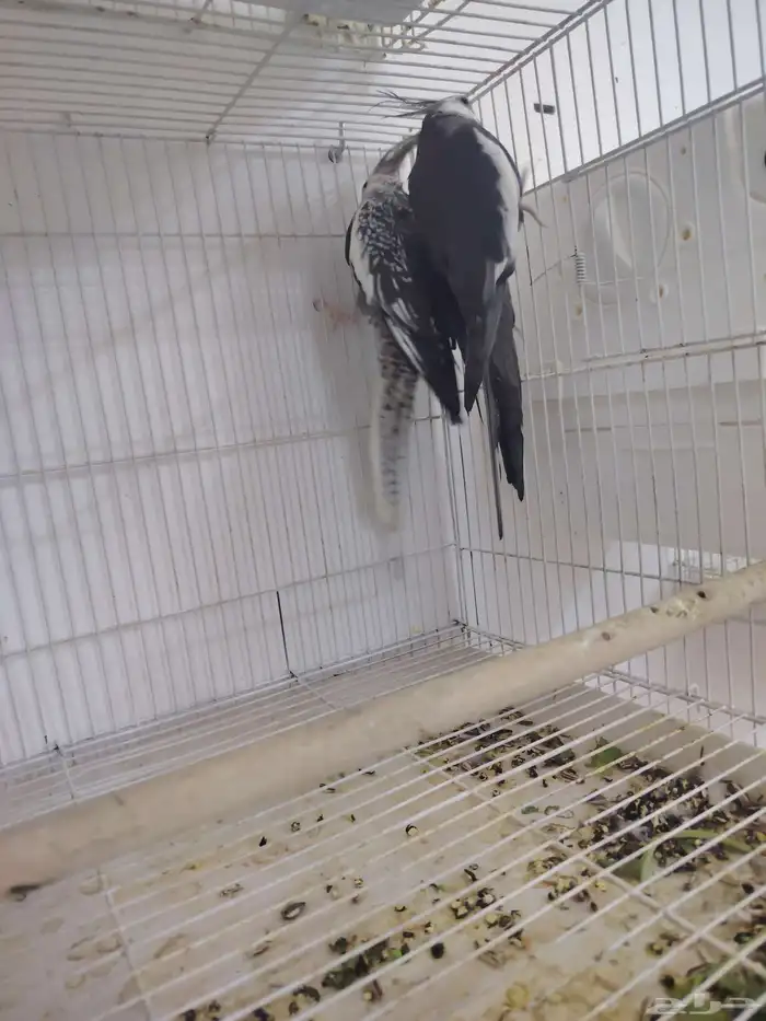 كروان البينو صافي العدد 6 ((تم البيع خارج الموقع)) 5