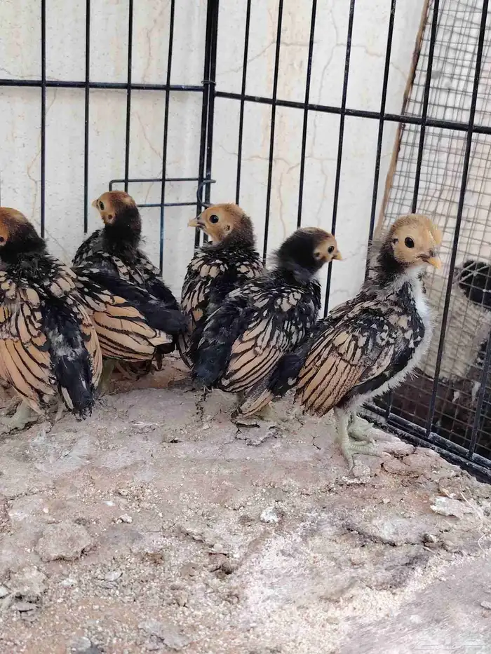 صوص سبرايت تم البيع تم البيع 1