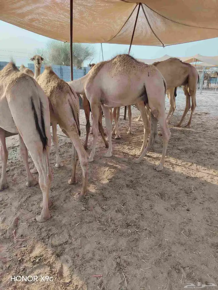 قعدان صومالية مفاريد ضمان الجودة واللحم الطيب 1