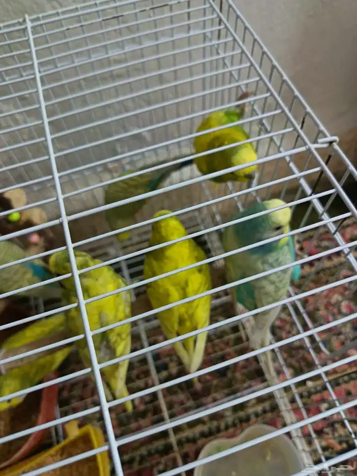 بادجي عصافير حب 5