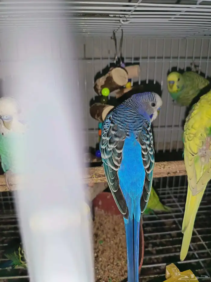 بادجي عصافير حب 9