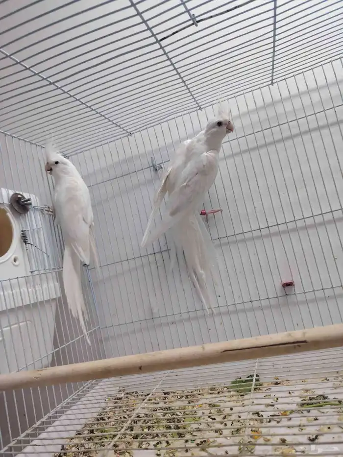 كروان البينو صافي العدد 6 ((تم البيع خارج الموقع)) 3