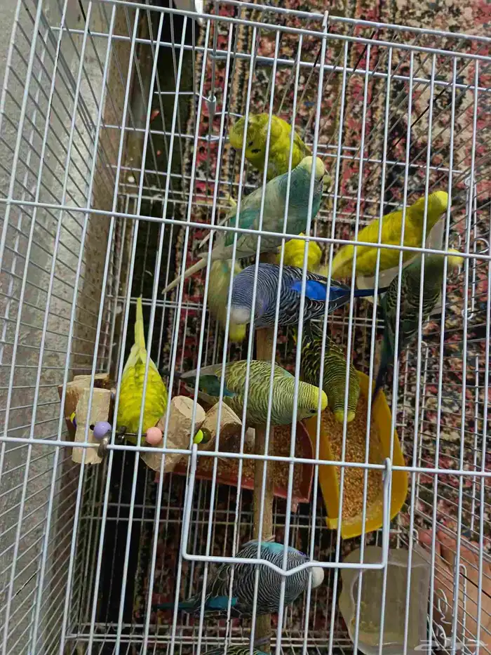 بادجي عصافير حب 0