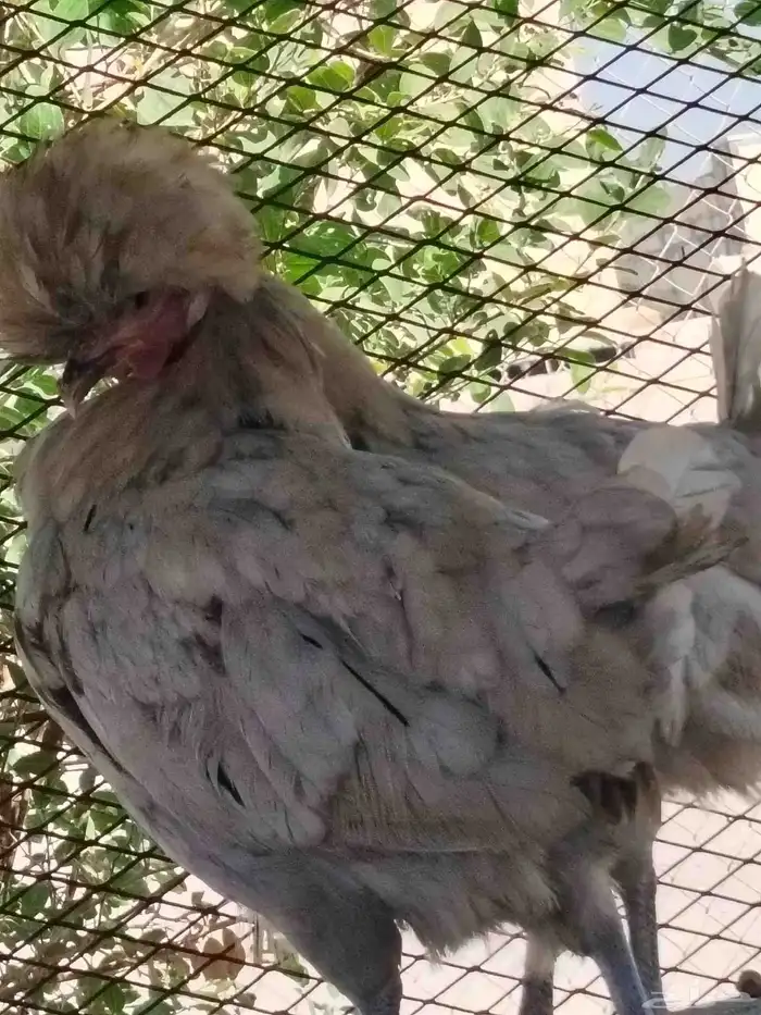 القطيف العواميه 0