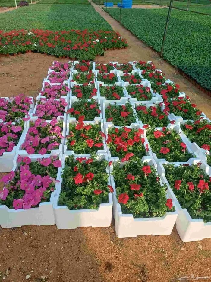 مشتل الرياض للزهور في الدرعيه 28