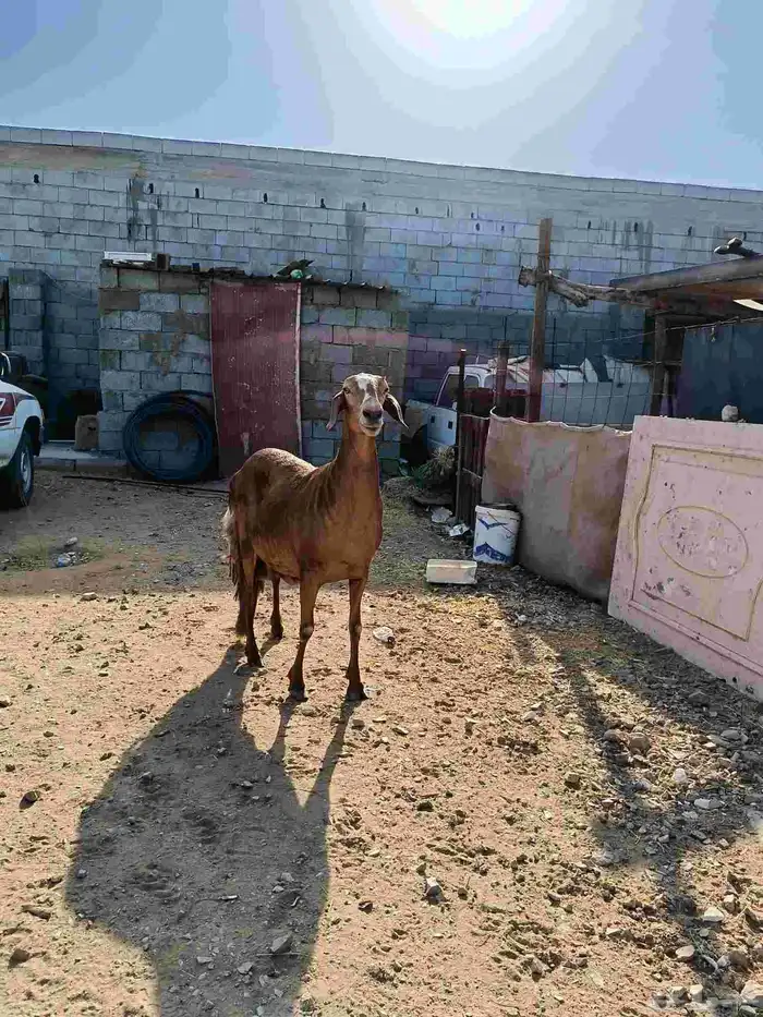نعجة سوكنيه 2