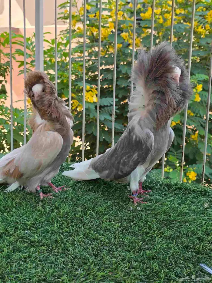 جوز جاكوبين بأنتاجه تم البيع 1