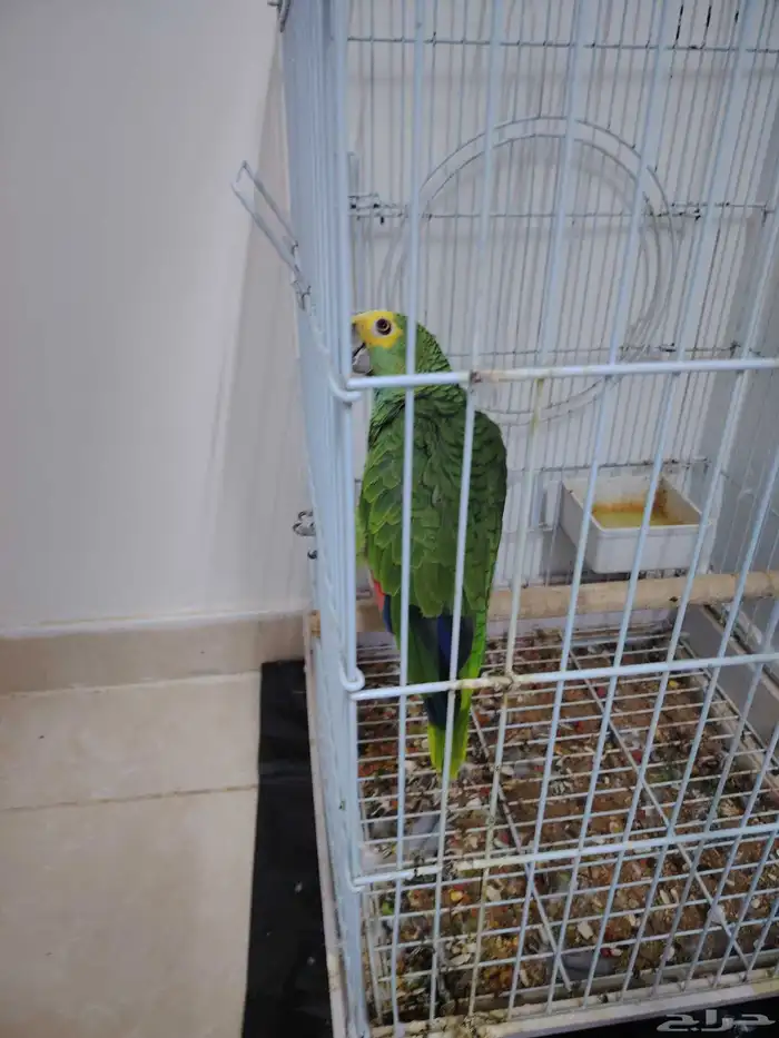 ببغاء امزوني بلوفرنتد عليه حجل ذهبي أليف وهدد 0