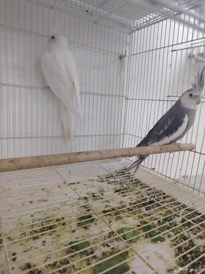 كروان البينو صافي العدد 6 ((تم البيع خارج الموقع)) 4