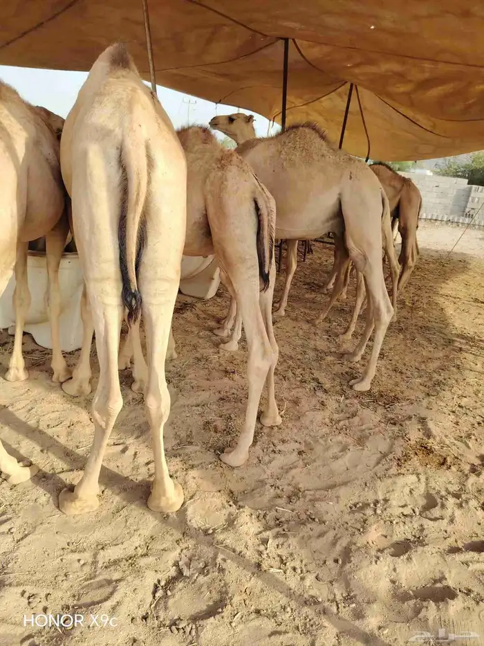 قعدان صومالية مفاريد ضمان الجودة واللحم الطيب 2
