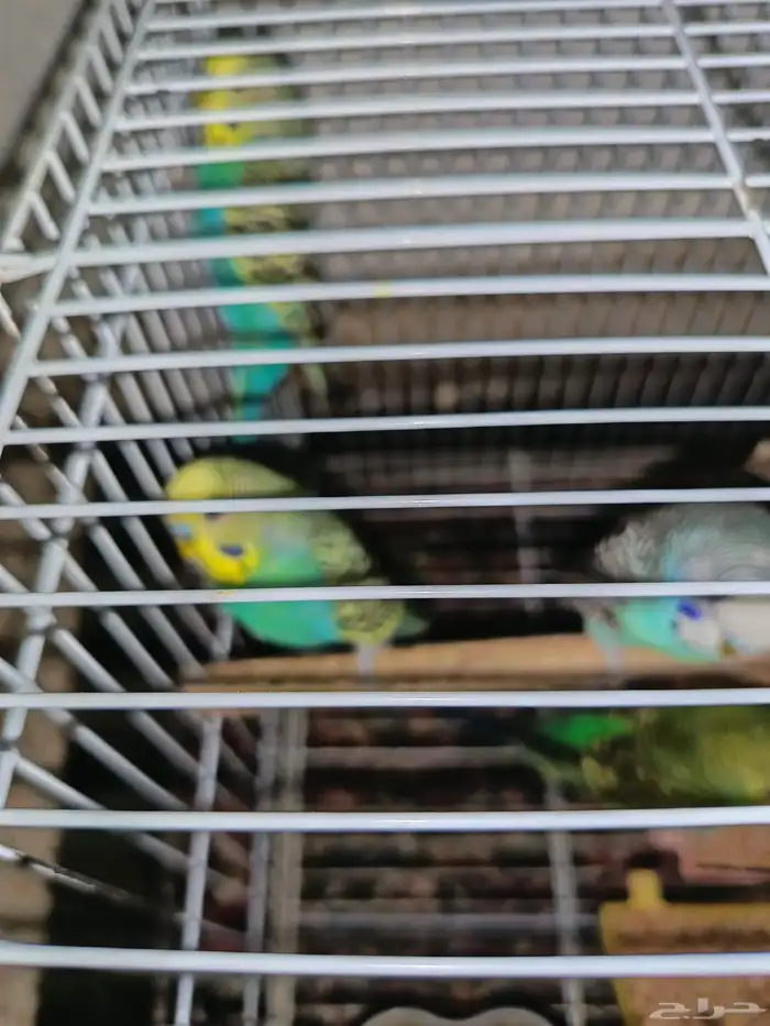 بادجي عصافير حب 8