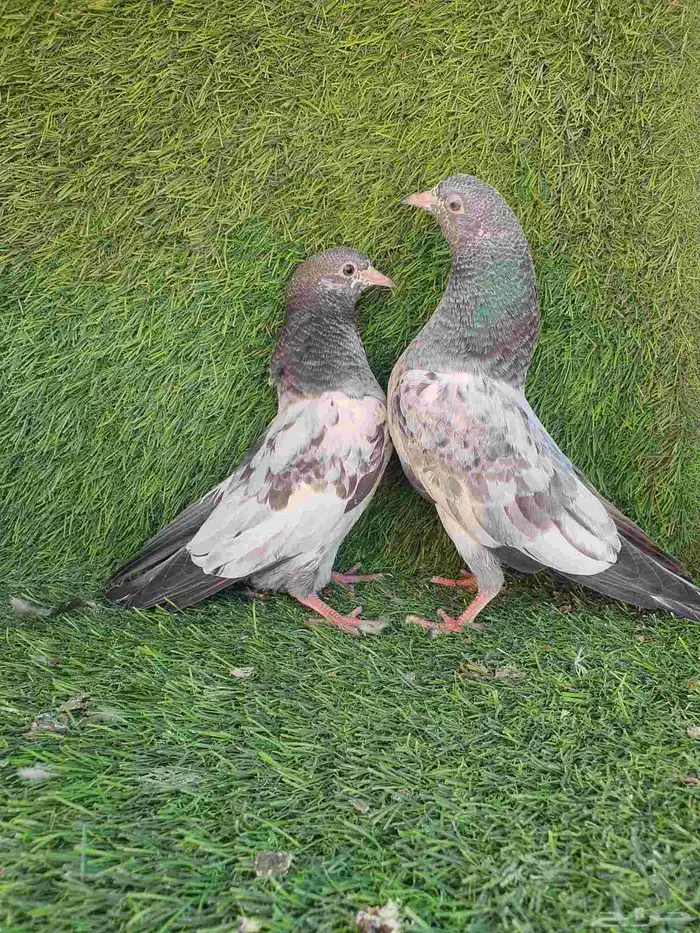 زوج باكستاني منتج 8