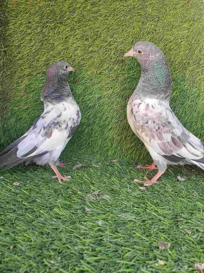 زوج باكستاني منتج 7