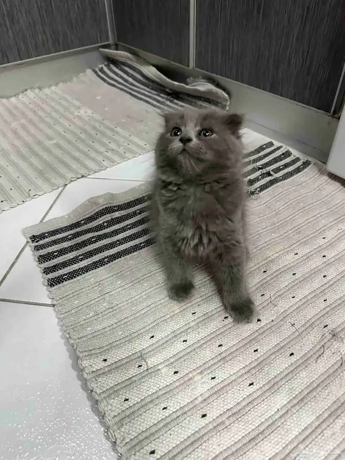 كيتن للبيع 5