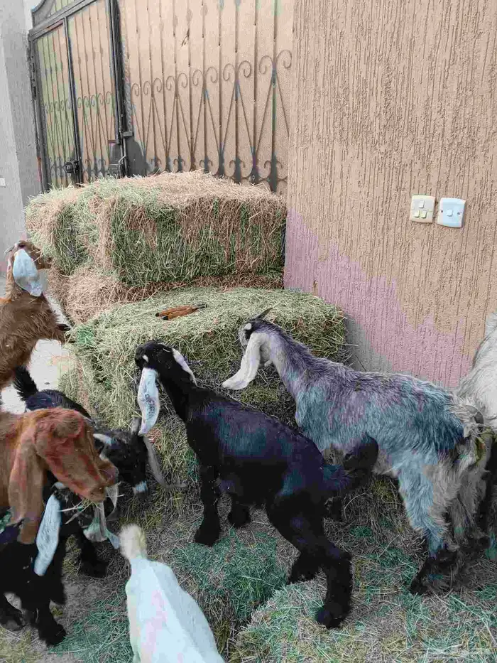 ماعز خلفات 12 معهم 17 8